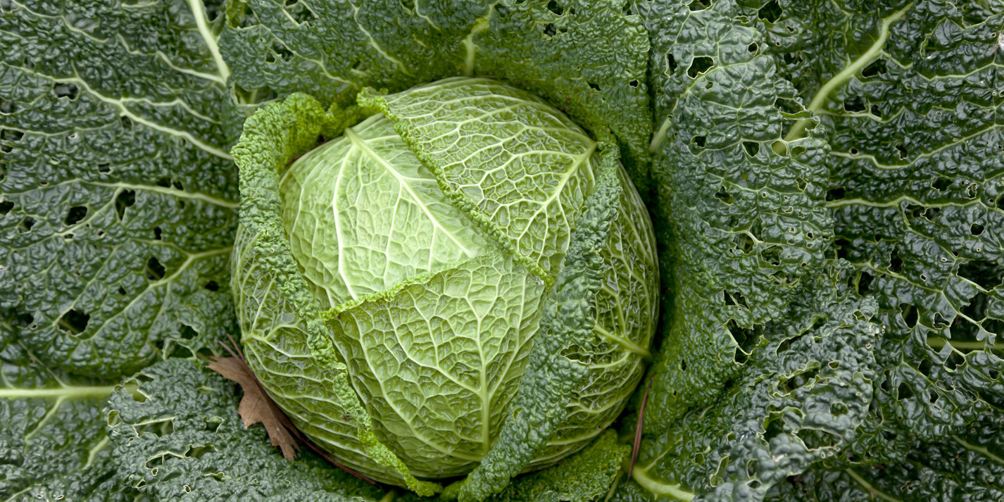 How to Cook Cabbage - Great British Chefs