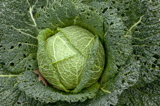Savoy cabbage