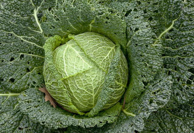 How to Steam Cabbage - Great British Chefs