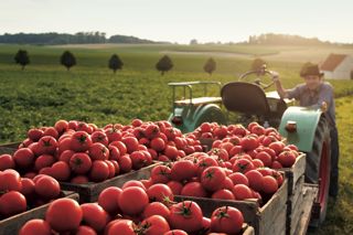 Mutti: Italy’s favourite tomatoes
