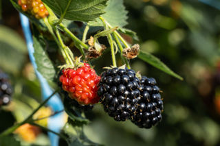 Smith & Brock: The supplier top chefs trust with their most specific requests