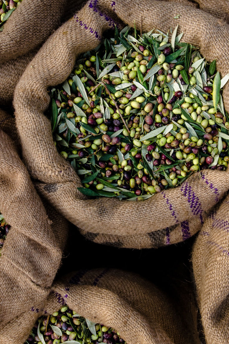 All About the Olive: From Black to Green and Everything in Between